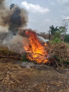 NDLEA destroys 255 hectares of cannabis farms arrests 13 in Ondo